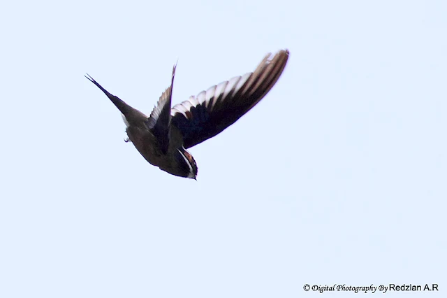 Whiskered Treeswift