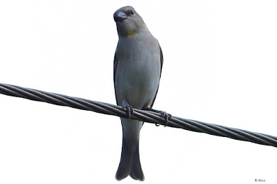 "Yellow-throated Sparrow (Gymnoris xanthocollis) perched ona wire."