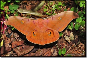 Antheraea helferi borneensis (m)-MYFH_20090425_0654-480