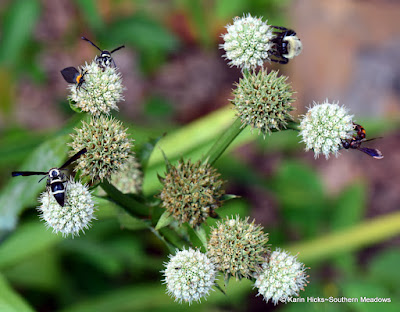 Pollinators on Eryngium yuccifolium