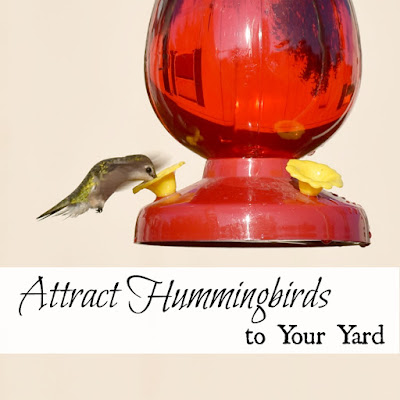 How to attract hummingbirds to your yard.