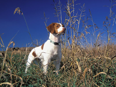 Brittany Dog Picture