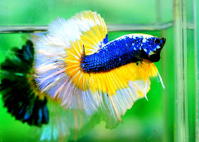 ikan laga atau betta splenden Ikan Hidupan Bernilai Dalam Air