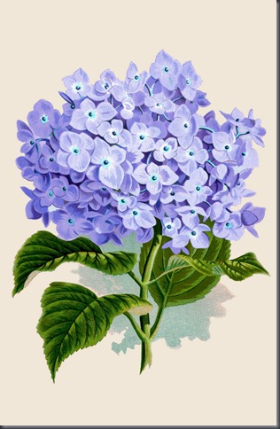 hydrangea-graphicsfairy008purpsm