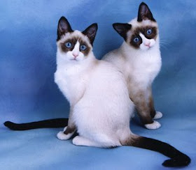 snowshoe cat