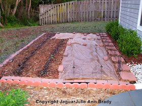 Covered Sunflower Seedlings With Lowe's Liners 033114