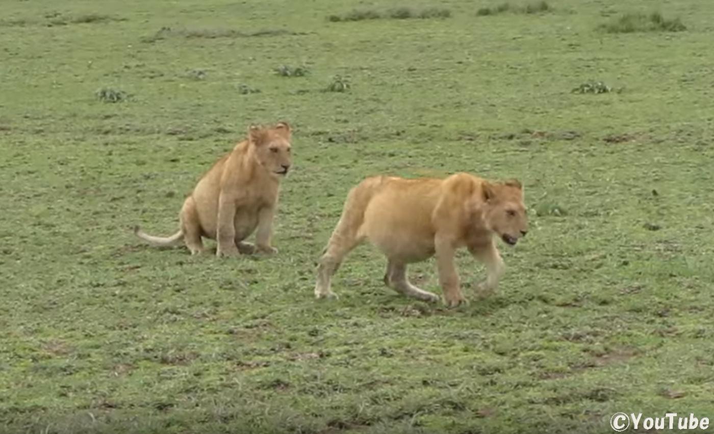 お腹がパンパンに膨れたライオンの子供たち 詳細は不明 プレデターtv 肉食獣動画