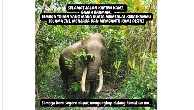 Gajah Sumatera Rahman Tutup Usia Akibat Perburuan Gading
