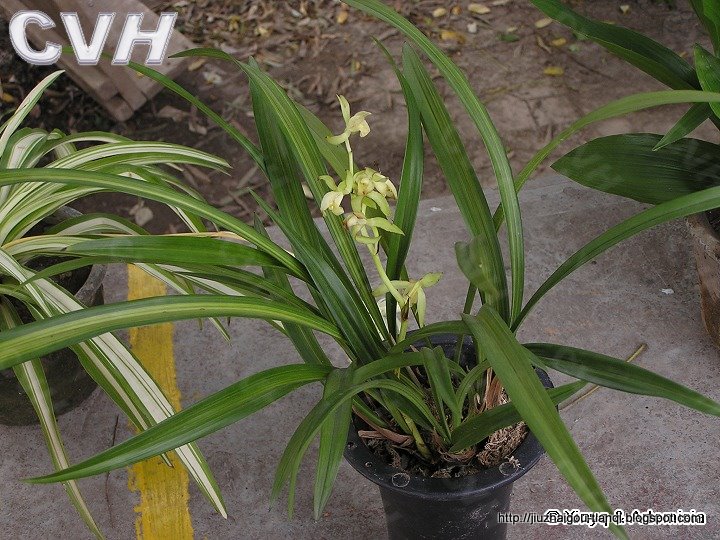 兰花 花:hua-09020112252748
