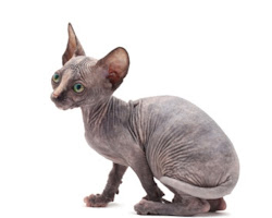 Oriental Shorthair Kittens