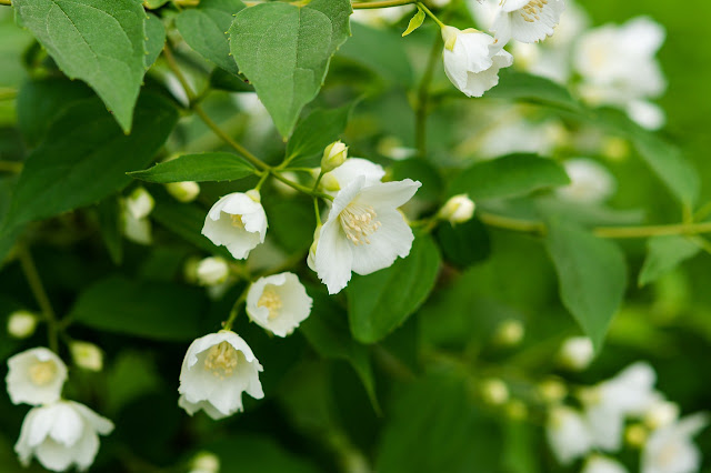 The Meaning ofJasmine flower