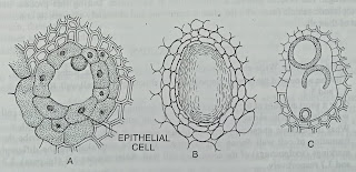 Intercellular spaces-digieduco