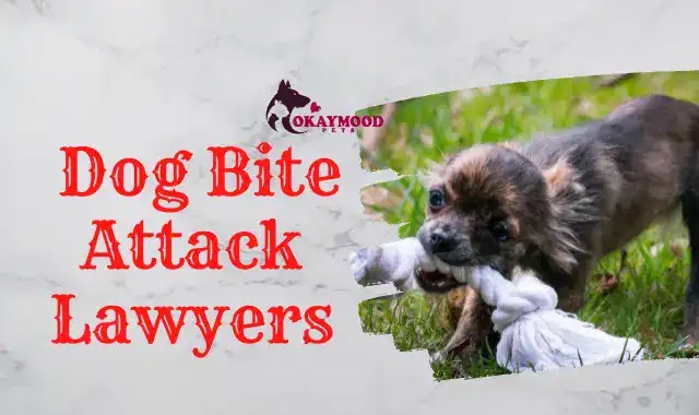 Dog Bite Attack Lawyers | Most Common Injuries -Okaymood