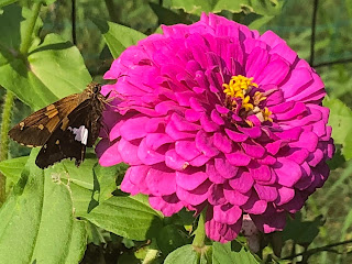 Grainy shot of my neighbor's zinnia. And butterfly.