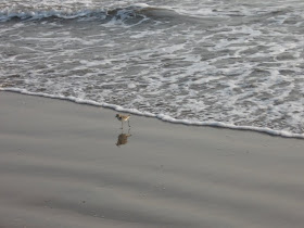 A Small bird on the sea shores of Bekal