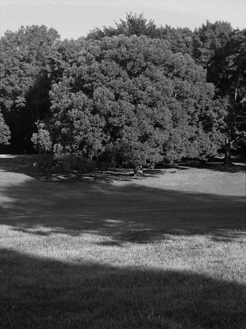 Black and white pic of Prospect Park Brooklyn