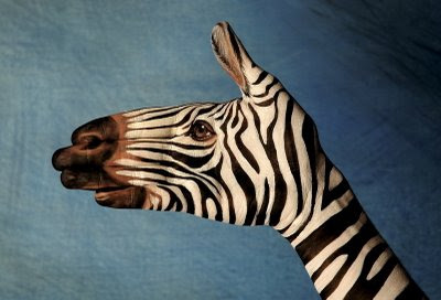 Zebra Face Optical Illusion