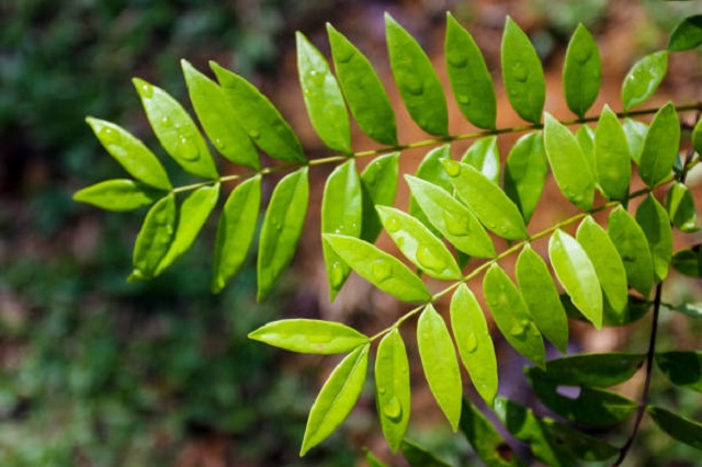 gambar tanaman daun pasak bumi
