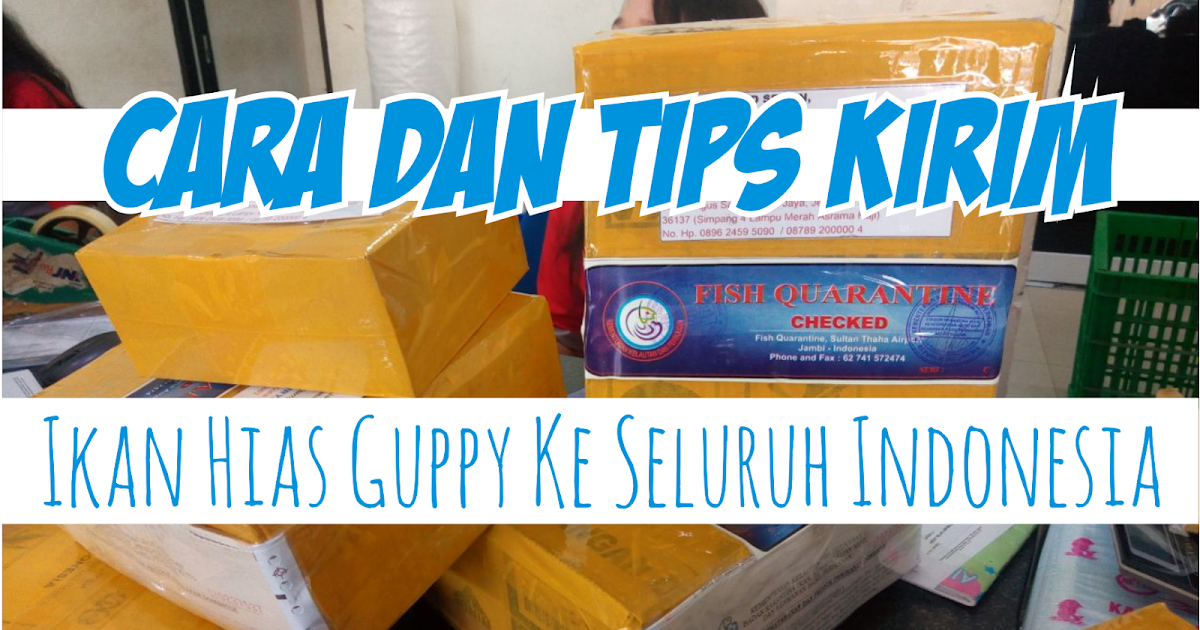 Cara Dan Tips Kirim Ikan Hias Guppy Ke Seluruh Indonesia Sale Guppy Fish Indonesia