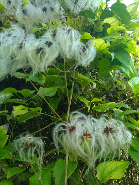 Travellers Joy Clematis vitalba, Indre et Loire, France. Photo by Loire Valley Time Travel.