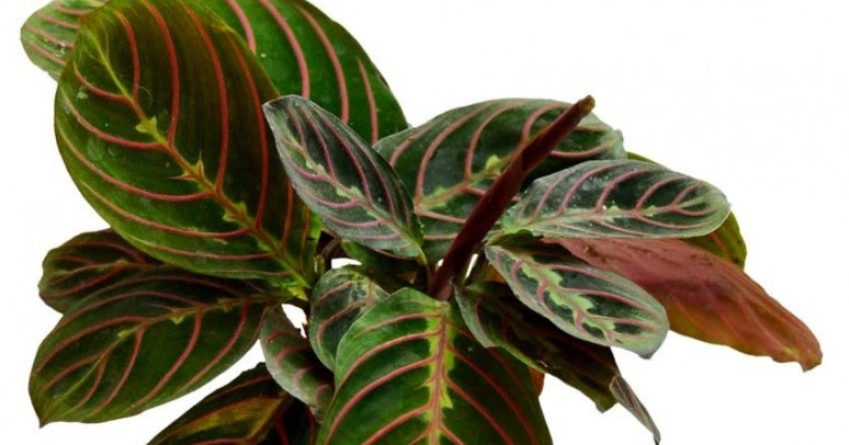 Koleksi Tanaman Hias Striped Pink Calathea Maranta 