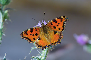 mariposa-olmera-nymphalis-polychloros-