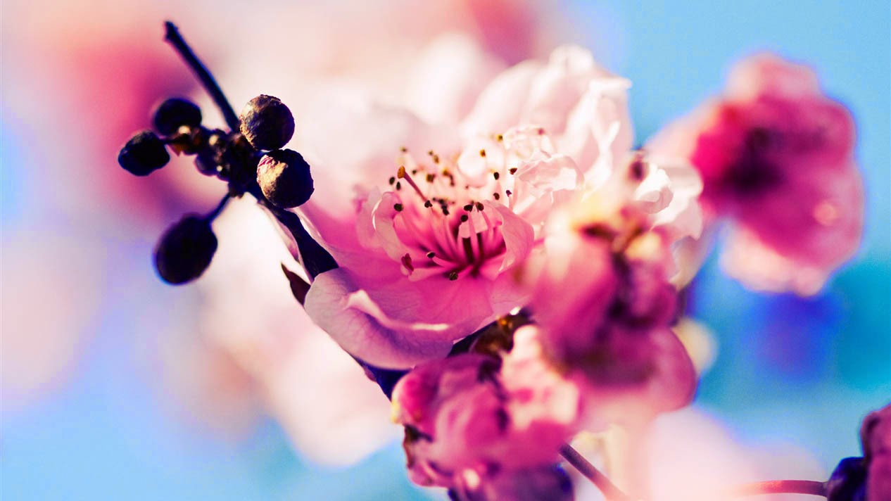 Kumpulan Gambar Bunga Sakura Pilihan Sangat Cantik Dan Indah