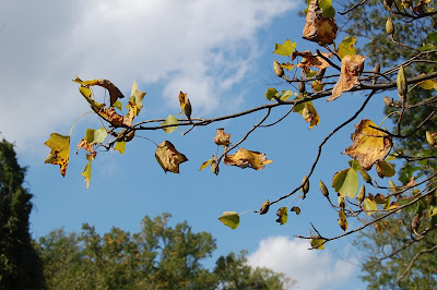 Autumn leaves and blue sky.