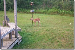 Baby Deer Fawn