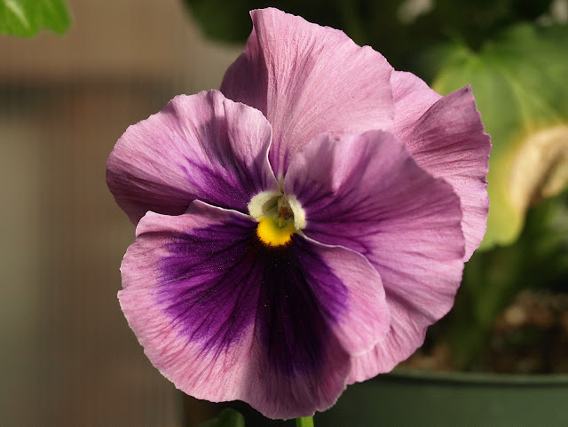 purple pansy