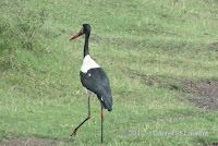 Saddle-billed stork, Tanzania, Jan. 2018, by Daniel St-Laurent