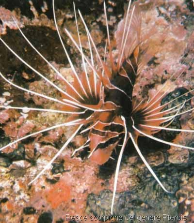 Pterois