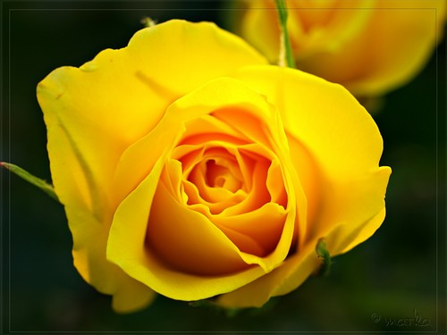 Labels: Yellow Rose Wallpapers