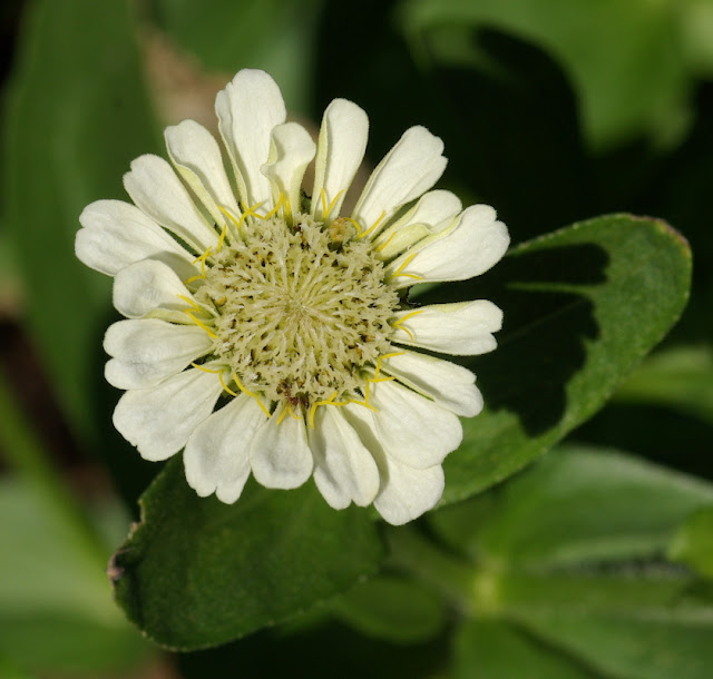 Zinnia elegans