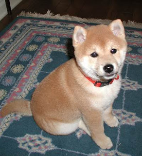 Cute Japanese Shiba Puppy