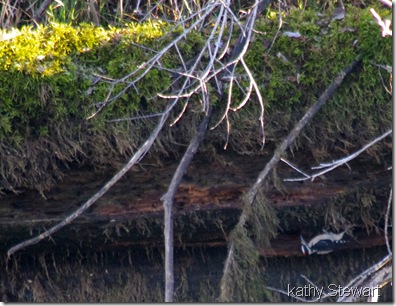 Hairy Woodpecker