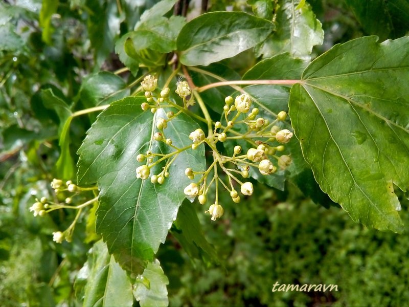 Клён гиннала / Клён приречный (Acer ginnala)