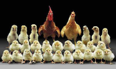 Gambar Ayam Lucu