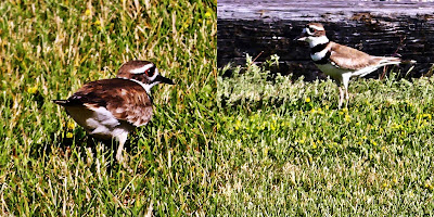 killdeer