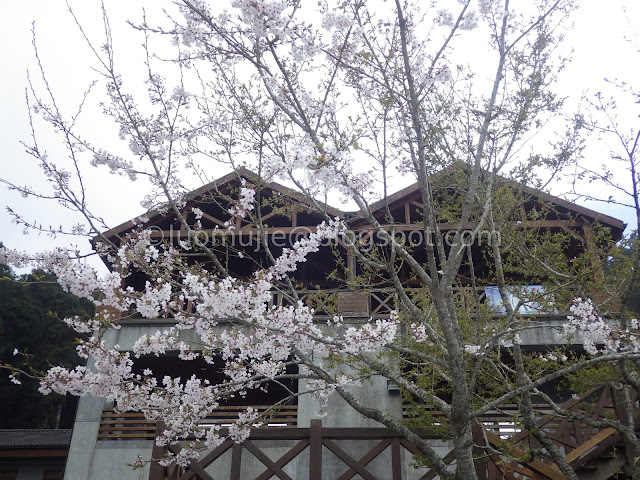 Alishan cherry blossom