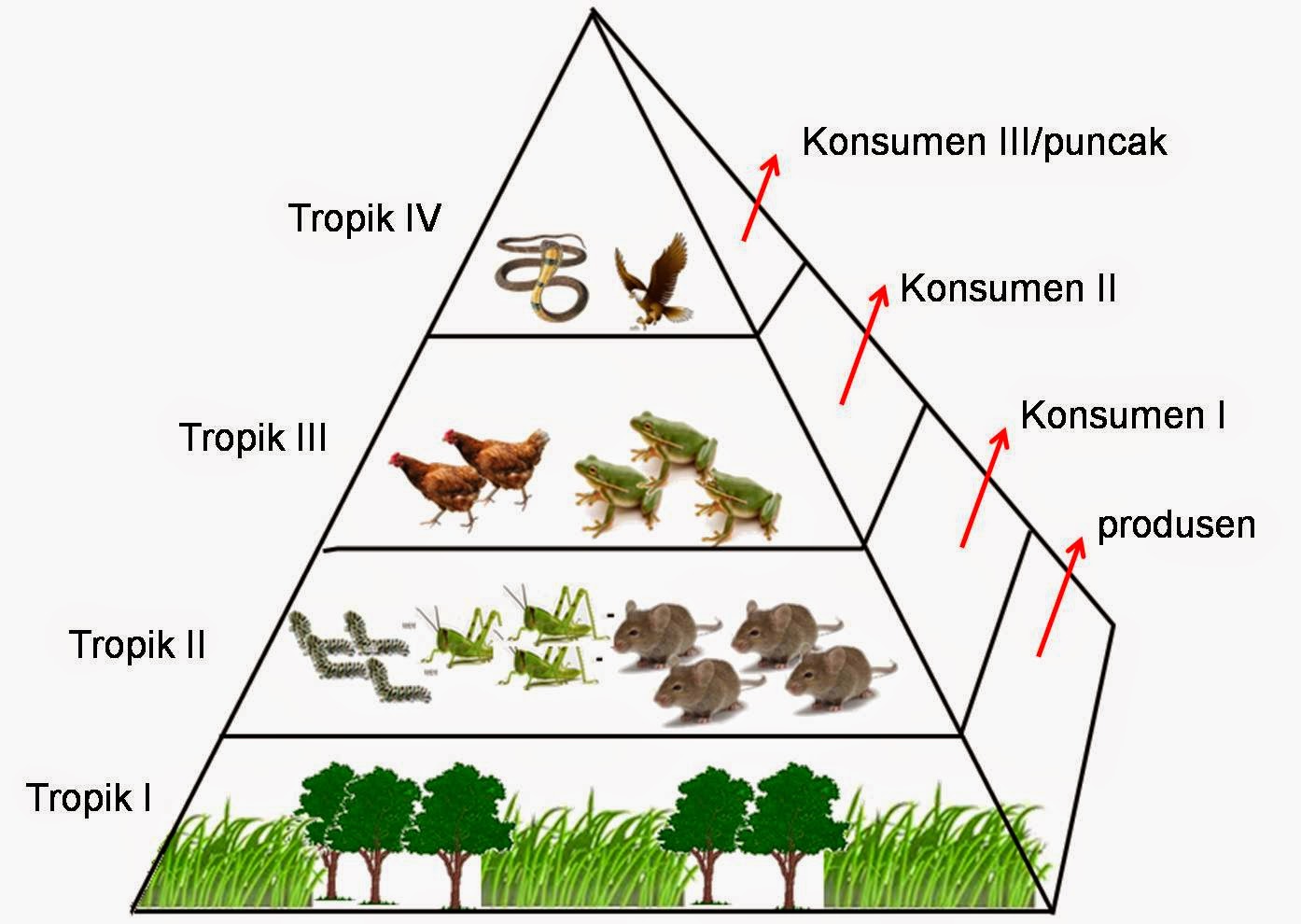 Ekositem Hutan Rawa Gambut MAKALAH EKOSISTEM HUTAN RAWA GAMBUT EKOTUM