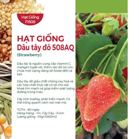 Hạt giống Dâu tây đỏ 508AQ