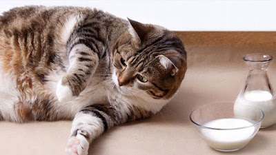 Tips agar kucing cepat gemuk