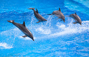 Delfines saltando en el mar azulDolphins in the blue sea