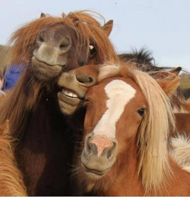 Horses posing like drunk girls and chicks at a party