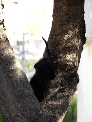 バレンシア大学(Universitat de València)の子猫の木登り