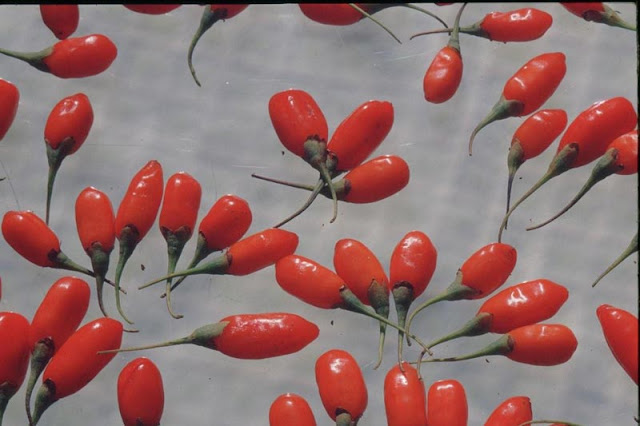 goji berries