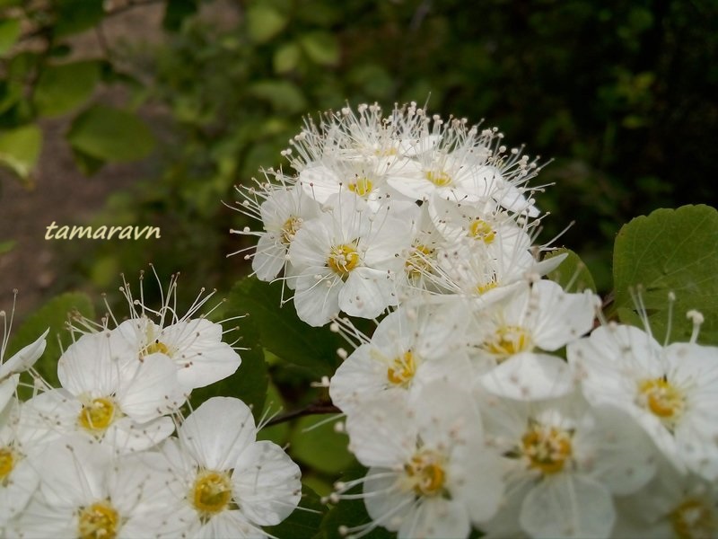 Смотрите также тему:  Спирея уссурийская / Таволга уссурийская (Spiraea ussuriensis)