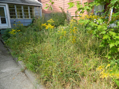 Toronto Little Italy Front Garden Cleanup Before by Paul Jung Gardening Services--a Toronto Organic Gardening Company