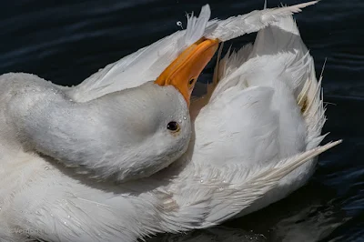 Happy Duck with Canon EOS 7D Mark II - Woodbridge Island 05